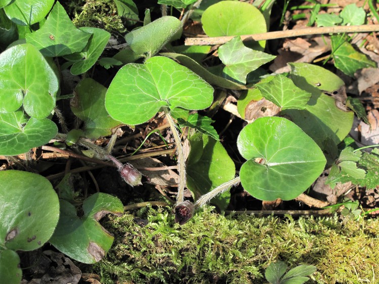 Asarum europaeum